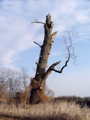 Opatovice-Polabiny-pod Bukovinou, 10.3.2008
Poslední mohykán. Umírající topol na břehu Labe.
Schlüsselwörter: Opatovice Polabiny Bukovina topol