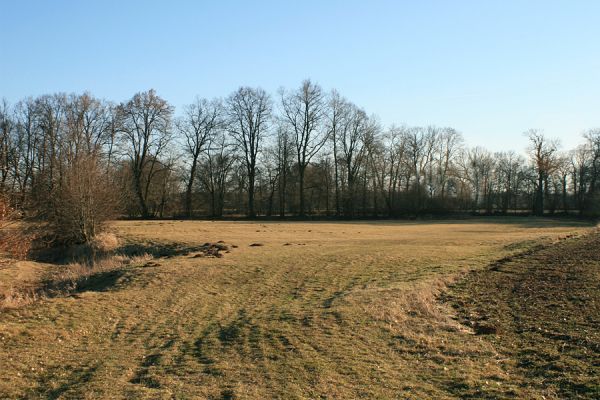 Opatovice-Polabiny-pod Bukovinou, 24.2.2008
Předjaří na cestě od Polabin k Bukovině.
Mots-clés: Opatovice Polabiny Bukovina záplavové louky