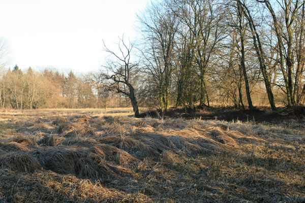 Opatovice-Polabiny-pod Bukovinou, 24.2.2008
Pohled přes zazemněné rameno k Labi.
Klíčová slova: Opatovice Polabiny Bukovina slepé rameno