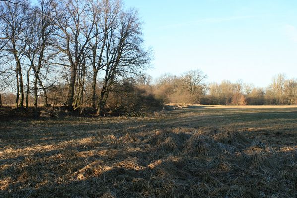 Opatovice-Polabiny-pod Bukovinou, 24.2.2008
Pohled od zazemněného ramene k Polabinám.
Klíčová slova: Opatovice Polabiny Bukovina slepé rameno