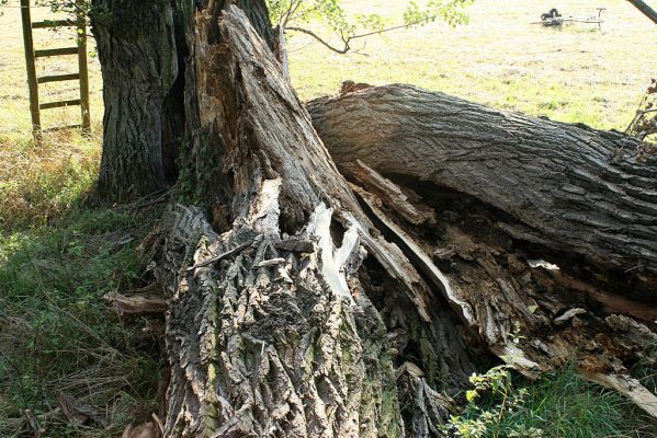 Opatovice-Polabiny, 25.8.2007
Z trojkmene topolu, známé dominanty Polabin, stojí již jen jediný. 
Mots-clés: Opatovice Polabiny Cucujus Potosia Eucnemis