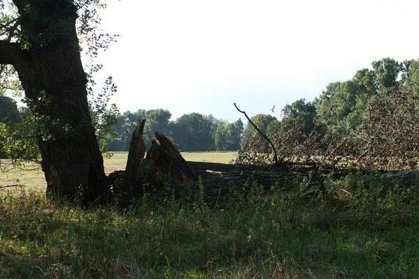 Opatovice-Polabiny, 25.8.2007
Poslední kmen z dominantního troj-topolu. Jedním z jeho obyvatel byl i největší z našich zlatohlávků - Zlatohlávek skvostný
Klíčová slova: Opatovice Polabiny Cucujus Potosia aeruginosa Eucnemis