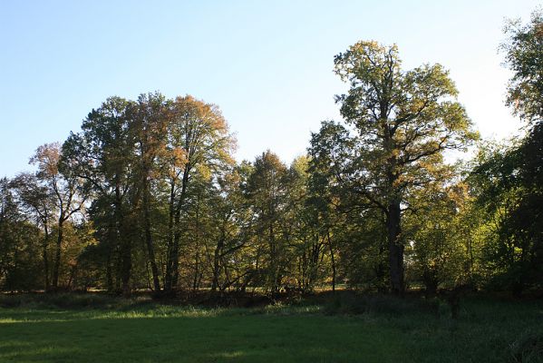 Opatovice-Polabiny-pod Bukovinou-15.10.2007
Podzim v lužním lese. 
Schlüsselwörter: Opatovice Polabiny Bukovina Labe slepé rameno Throscidae