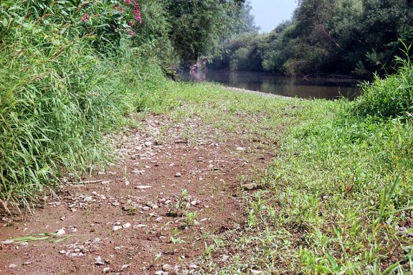 Polanka nad Odrou, řeka Odra, 16.7.2003
Štěrkové a hlinité náplavy na březích Odry. Biotop kovaříka Oedostethus tenuicornis a Zorochros dermestoides.
Klíčová slova: Polanka nad Odrou Odra Oedostethus tenuicornis Zorochros dermestoides