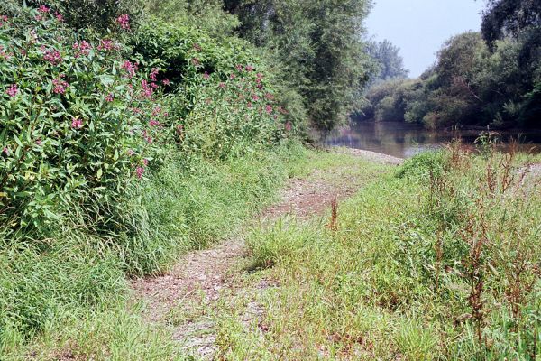 Polanka nad Odrou, řeka Odra, 16.7.2003
Štěrkové a hlinité náplavy na březích Odry. Biotop kovaříka Oedostethus tenuicornis a Zorochros dermestoides.
Klíčová slova: Polanka nad Odrou Odra Oedostethus tenuicornis Zorochros dermestoides