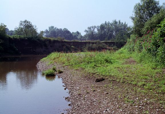 Polanka nad Odrou, řeka Odra, 16.7.2003
Štěrkové a hlinité náplavy na březích Odry. Biotop kovaříka Oedostethus tenuicornis a Zorochros dermestoides.
Mots-clés: Polanka nad Odrou Odra Oedostethus tenuicornis Zorochros dermestoides