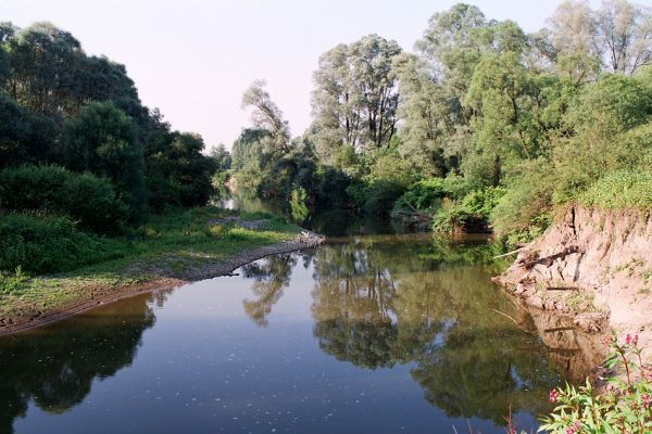 Polanka nad Odrou, řeka Odra, 17.7.2007
Štěrkové a hlinité náplavy na březích Odry. Biotop kovaříka Oedostethus tenuicornis a Zorochros dermestoides.
Mots-clés: Polanka nad Odrou Odra Oedostethus tenuicornis Zorochros dermestoides