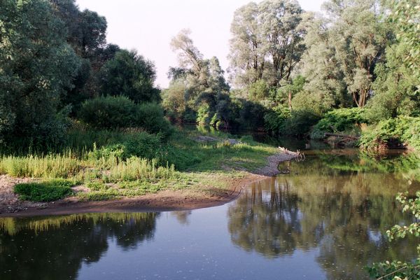 Polanka nad Odrou, řeka Odra, 17.7.2007
Štěrkové a hlinité náplavy na březích Odry. Biotop kovaříka Oedostethus tenuicornis a Zorochros dermestoides.
Schlüsselwörter: Polanka nad Odrou Odra Oedostethus tenuicornis Zorochros dermestoides