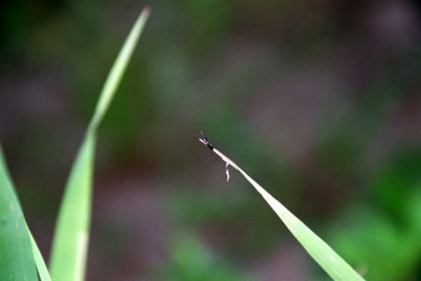 Polanka nad Odrou, řeka Odra, 17.7.2007
Kovařík Oedostethus tenuicornis na špičce listu trávy.
Mots-clés: Polanka nad Odrou Odra Oedostethus tenuicornis