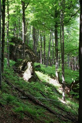 Křinice, 30.5.2004
Laudonovy valy.
Klíčová slova: Křinice Laudonovy valy Athous subfuscus zebei