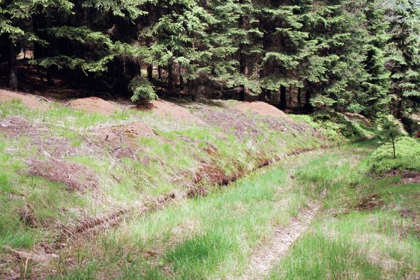 Jetřichov, 30.5.2004
Cesta pod Příkrou strání.



Schlüsselwörter: Jetřichov Příkrá stráň Sericus brunneus Pheletes aeneoniger