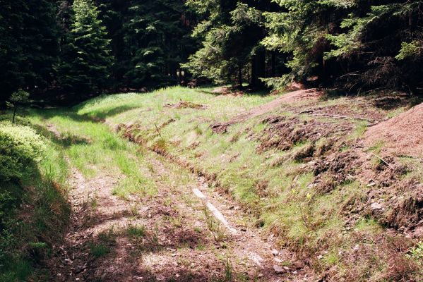 Jetřichov, 30.5.2004
Cesta pod Příkrou strání.
Klíčová slova: Jetřichov Příkrá stráň Sericus brunneus Pheletes aeneoniger