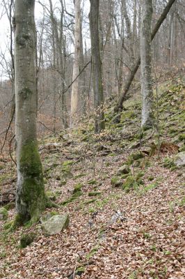 Hluboká nad Vltavou, Poněšice, 1.4.2011
Nová obora, vrch Hradec. Suťový les v přírodní rezervaci Libochovka.
Klíčová slova: Hluboká nad Vltavou Poněšice Nová obora Libochovka Hradec