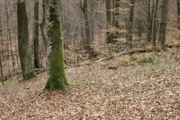 Hluboká nad Vltavou, Poněšice, 1.4.2011
Nová obora, vrch Hradec. Suťový les v přírodní rezervaci Libochovka.
Klíčová slova: Hluboká nad Vltavou Poněšice Nová obora Libochovka Hradec