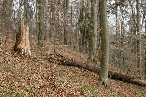 Hluboká nad Vltavou, Poněšice, 1.4.2011
Nová obora, vrch Hradec. Suťový les v přírodní rezervaci Libochovka. Trouchnivé dřevo smrků osidlují brouci Lacon lepidopterus a Rhysodes sulcatus.
Schlüsselwörter: Hluboká nad Vltavou Poněšice Nová obora Libochovka Hradec Lacon lepidopterus Rhysodes sulcatus