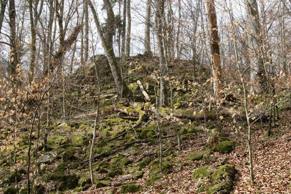 Hluboká nad Vltavou, Poněšice, 1.4.2011
Nová obora, vrch Hradec. Suťový les v přírodní rezervaci Libochovka.
Schlüsselwörter: Hluboká nad Vltavou Poněšice Nová obora Libochovka Hradec