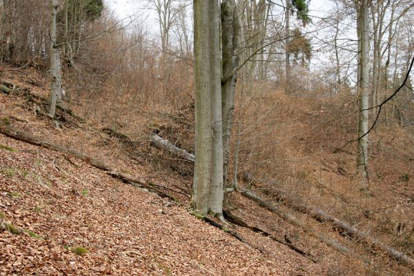 Hluboká nad Vltavou, Poněšice, 1.4.2011
Nová obora, vrch Hradec. Suťový les v přírodní rezervaci Libochovka.
Mots-clés: Hluboká nad Vltavou Poněšice Nová obora Libochovka Hradec