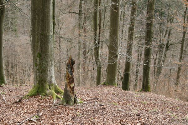 Hluboká nad Vltavou, Poněšice, 1.4.2011
Nová obora, vrch Hradec. Suťový les v přírodní rezervaci Libochovka.
Mots-clés: Hluboká nad Vltavou Poněšice Nová obora Libochovka Hradec