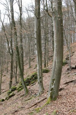 Hluboká nad Vltavou, Poněšice, 1.4.2011
Nová obora, vrch Hradec. Suťové lesy přírodní rezervace Libochovka.
Schlüsselwörter: Hluboká nad Vltavou Poněšice Nová obora Libochovka Hradec