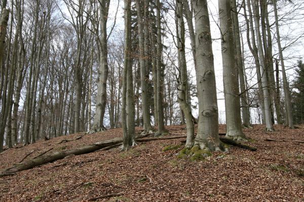 Hluboká nad Vltavou, Poněšice, 1.4.2011
Nová obora, vrch Hradec. Suťové lesy přírodní rezervace Libochovka.
Keywords: Hluboká nad Vltavou Poněšice Nová obora Libochovka Hradec