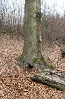 Hluboká nad Vltavou, Poněšice, 1.4.2011
Nová obora, vrch Hradec. Předmětem ochrany je les směřující k pralesu...
Dutý buk osídlený kovaříky Ischnodes sanguinicollis, označený barvou - k pokácení. 
Klíčová slova: Hluboká nad Vltavou Poněšice Nová obora Libochovka Hradec Ischnodes sanguinicollis