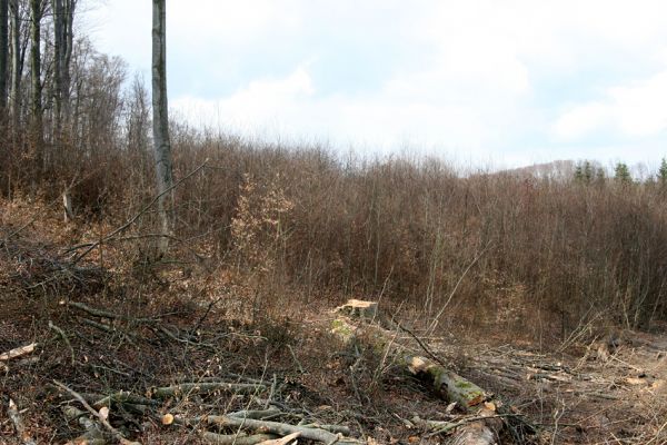 Hluboká nad Vltavou, Poněšice, 1.4.2011
Nová obora, vrch Hradec. Předmětem ochrany je les směřující k pralesu...
Schlüsselwörter: Hluboká nad Vltavou Poněšice Nová obora Libochovka Hradec