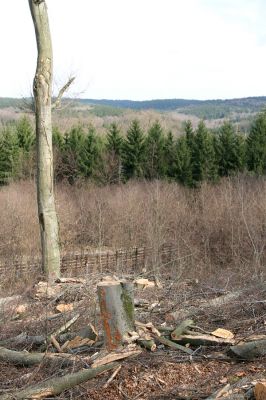 Hluboká nad Vltavou, Poněšice, 1.4.2011
Nová obora, vrch Hradec. Předmětem ochrany je les směřující k pralesu...
Keywords: Hluboká nad Vltavou Poněšice Nová obora Libochovka Hradec