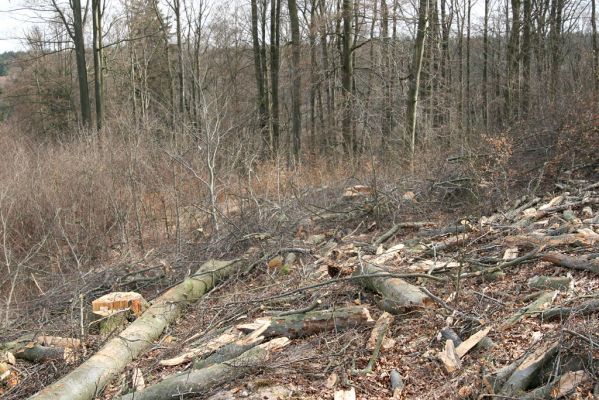 Hluboká nad Vltavou, Poněšice, 1.4.2011
Nová obora, vrch Hradec. Předmětem ochrany je les směřující k pralesu...
Mots-clés: Hluboká nad Vltavou Poněšice Nová obora Libochovka Hradec