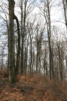 Hluboká nad Vltavou, Poněšice, 1.4.2011
Nová obora, vrch Hradec. Předmětem ochrany je les směřující k pralesu...
Mots-clés: Hluboká nad Vltavou Poněšice Nová obora Libochovka Hradec