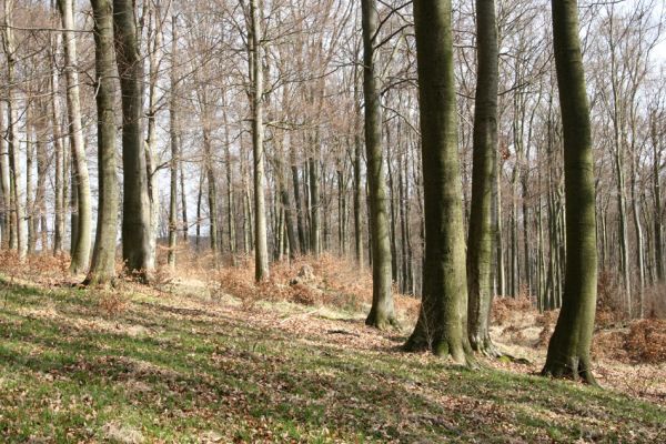 Hluboká nad Vltavou, Poněšice, 1.4.2011
Nová obora, vrch Hradec. Předmětem ochrany je les směřující k pralesu...
Klíčová slova: Hluboká nad Vltavou Poněšice Nová obora Libochovka Hradec Limoniscus violaceus Ischnodes sanguinicollis