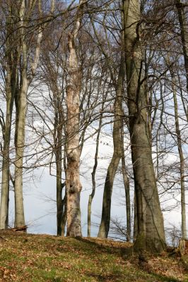 Hluboká nad Vltavou, Poněšice, 1.4.2011
Nová obora, vrch Hradec. Předmětem ochrany je les směřující k pralesu...
Schlüsselwörter: Hluboká nad Vltavou Poněšice Nová obora Libochovka Hradec Limoniscus violaceus Ischnodes sanguinicollis