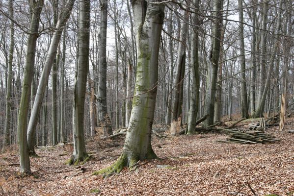 Hluboká nad Vltavou, Poněšice, 1.4.2011
Nová obora, vrch Hradec. Předmětem ochrany je les směřující k pralesu...
Keywords: Hluboká nad Vltavou Poněšice Nová obora Libochovka Hradec Limoniscus violaceus Ischnodes sanguinicollis