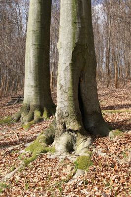 Hluboká nad Vltavou, Poněšice, 1.4.2011
Nová obora, vrch Hradec. Dutý buk osídlený kovaříky Limoniscus violaceus a Ischnodes sanguinicollis a drabčíkem Quedius truncicola. 
Klíčová slova: Hluboká nad Vltavou Poněšice Nová obora Libochovka Hradec Limoniscus violaceus Ischnodes sanguinicollis