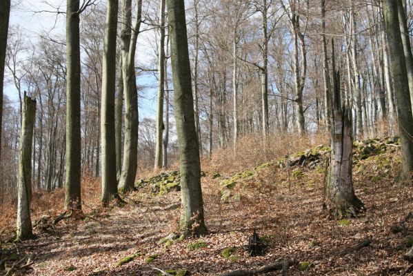 Hluboká nad Vltavou, Poněšice, 1.4.2011
Nová obora, vrch Hradec. Předmětem ochrany je les směřující k pralesu...
Klíčová slova: Hluboká nad Vltavou Poněšice Nová obora Libochovka Hradec