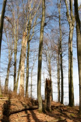 Hluboká nad Vltavou, Poněšice, 1.4.2011
Nová obora, vrch Hradec. Předmětem ochrany je les směřující k pralesu...
Schlüsselwörter: Hluboká nad Vltavou Poněšice Nová obora Libochovka Hradec