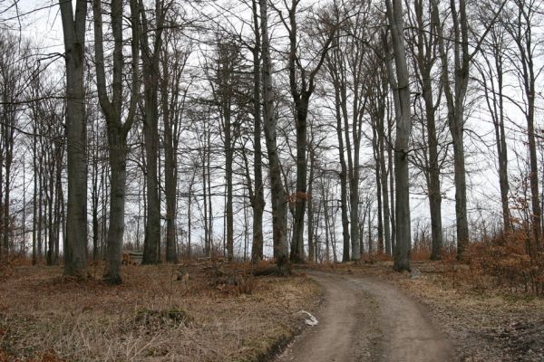 Hluboká nad Vltavou, Poněšice, 1.4.2011
Nová obora, Cirhanský vrch. Poslední skupina starších buků v okolí seníku.
Mots-clés: Hluboká nad Vltavou Poněšice Nová obora Cirhanský vrch