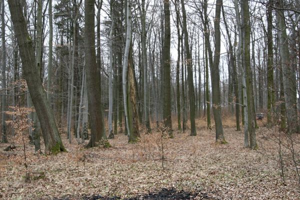 Hluboká nad Vltavou, Poněšice, 1.4.2011
Nová obora, Cirhanský vrch. Poslední skupina starších buků v okolí seníku.
Mots-clés: Hluboká nad Vltavou Poněšice Nová obora Cirhanský vrch