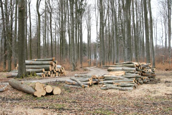 Hluboká nad Vltavou, Poněšice, 1.4.2011
Nová obora, Cirhanský vrch. Ekonomové podniku státní lesy ČR jsou neúprosní...
Schlüsselwörter: Hluboká nad Vltavou Poněšice Nová obora Cirhanský vrch