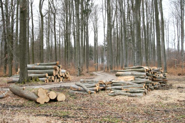 Hluboká nad Vltavou, Poněšice, 1.4.2011
Nová obora, Cirhanský vrch. Ekonomové podniku státní lesy ČR jsou neúprosní...
Mots-clés: Hluboká nad Vltavou Poněšice Nová obora Cirhanský vrch