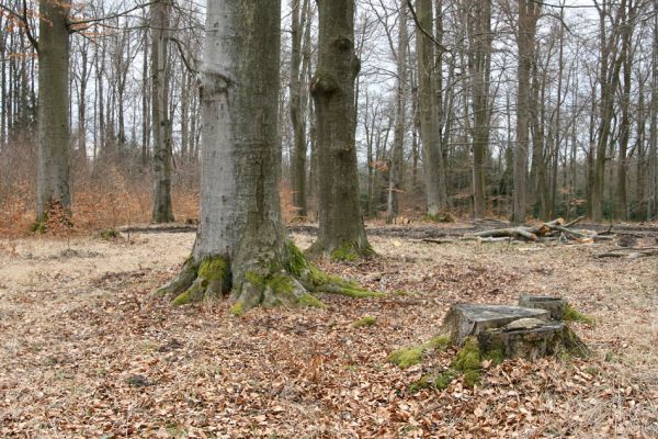 Hluboká nad Vltavou, Poněšice, 1.4.2011
Nová obora, Cirhanský vrch. Poslední skupina starších buků v okolí seníku.
Schlüsselwörter: Hluboká nad Vltavou Poněšice Nová obora Cirhanský vrch