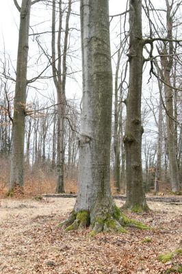 Hluboká nad Vltavou, Poněšice, 1.4.2011
Nová obora, Cirhanský vrch. Poslední skupina starších buků v okolí seníku.
Schlüsselwörter: Hluboká nad Vltavou Poněšice Nová obora Cirhanský vrch