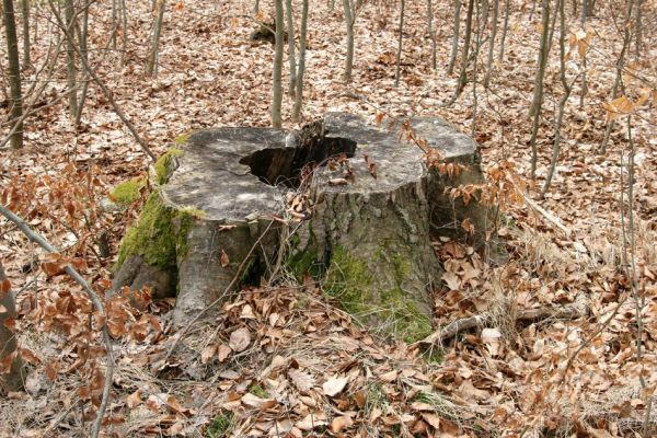 Hluboká nad Vltavou, Poněšice, 1.4.2011
Nová obora. Bývaly buky na Cirhanském vrchu... 
Keywords: Hluboká nad Vltavou Poněšice Nová obora Cirhanský vrch