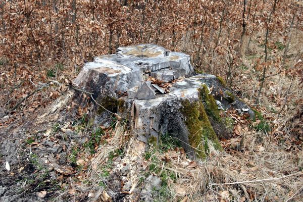 Hluboká nad Vltavou, Poněšice, 1.4.2011
Nová obora. Bývaly buky na Cirhanském vrchu... 
Klíčová slova: Hluboká nad Vltavou Poněšice Nová obora Cirhanský vrch