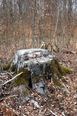 Hluboká nad Vltavou, Poněšice, 1.4.2011
Nová obora. Bývaly buky na Cirhanském vrchu... 
Klíčová slova: Hluboká nad Vltavou Poněšice Nová obora Cirhanský vrch