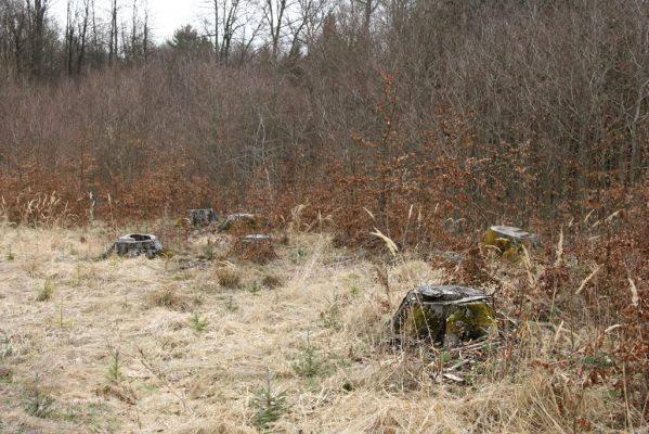 Hluboká nad Vltavou, Poněšice, 1.4.2011
Nová obora. Bývaly buky na Cirhanském vrchu... 
Mots-clés: Hluboká nad Vltavou Poněšice Nová obora Cirhanský vrch