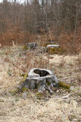 Hluboká nad Vltavou, Poněšice, 1.4.2011
Nová obora. Bývaly buky na Cirhanském vrchu... 
Keywords: Hluboká nad Vltavou Poněšice Nová obora Cirhanský vrch