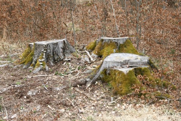 Hluboká nad Vltavou, Poněšice, 1.4.2011
Nová obora. Bývaly buky na Cirhanském vrchu... 
Schlüsselwörter: Hluboká nad Vltavou Poněšice Nová obora Cirhanský vrch