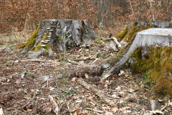 Hluboká nad Vltavou, Poněšice, 1.4.2011
Nová obora. Bývaly buky na Cirhanském vrchu... 
Mots-clés: Hluboká nad Vltavou Poněšice Nová obora Cirhanský vrch