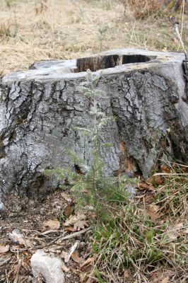 Hluboká nad Vltavou, Poněšice, 1.4.2011
Nová obora. Bývaly buky na Cirhanském vrchu... 
Mots-clés: Hluboká nad Vltavou Poněšice Nová obora Cirhanský vrch