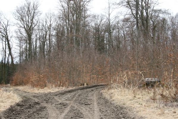 Hluboká nad Vltavou, Poněšice, 1.4.2011
Nová obora, holoseč na Cirhanském vrchu.
Klíčová slova: Hluboká nad Vltavou Poněšice Nová obora Cirhanský vrch